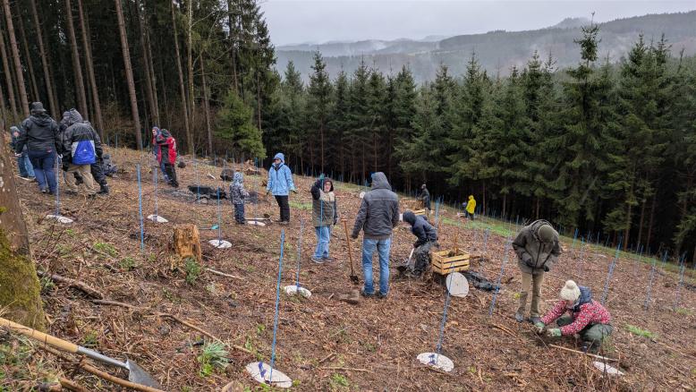 Viele Menschen stehen in einem kahlen Waldstück und pflanzen Bäumen. 